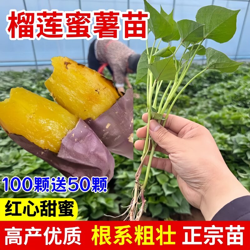 榴莲蜜薯苗烟薯苗蜜薯苗哈蜜薯苗桥头地瓜种苗人参薯苗甜香正宗秧