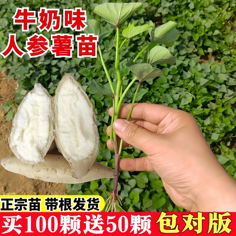 人参薯苗农科院白皮白心板栗番薯苗甜心蜜薯种烟薯苗子藤苗秧带根