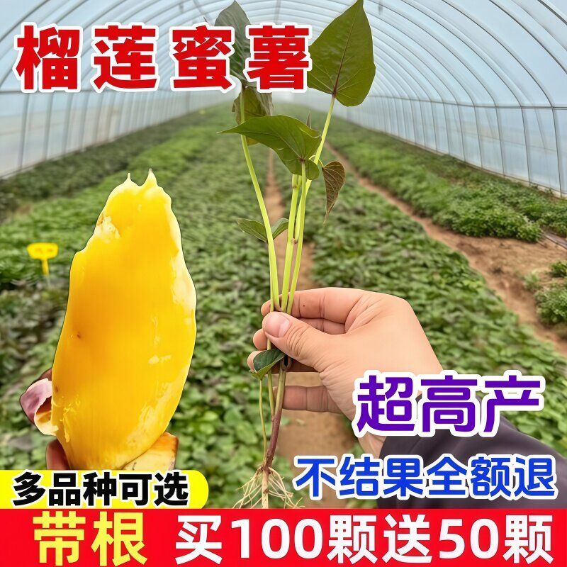 榴莲蜜薯苗烟薯25苗西瓜红板栗桥头地瓜苗冰淇淋紫薯农科院红薯苗