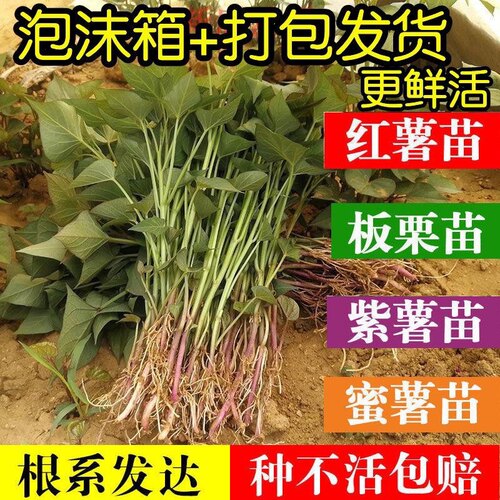 【泡沫箱发】红薯地瓜玛莎莉苗烟25西瓜哈密紫蜜黄番红心秧蜜薯苗 - 封面