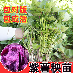 紫薯秧苗正宗苗秧高产红心老品种红薯苗山东板栗地瓜春季种小香薯