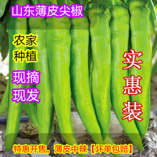 新鲜辣椒山东青椒大尖椒微中辣现摘现发农家自种羊角辣通货包邮