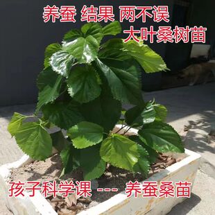 桑树小桑树苗桑葚苗庭院绿植绿化桑树苗养蚕专用无需嫁接桑葚盆栽
