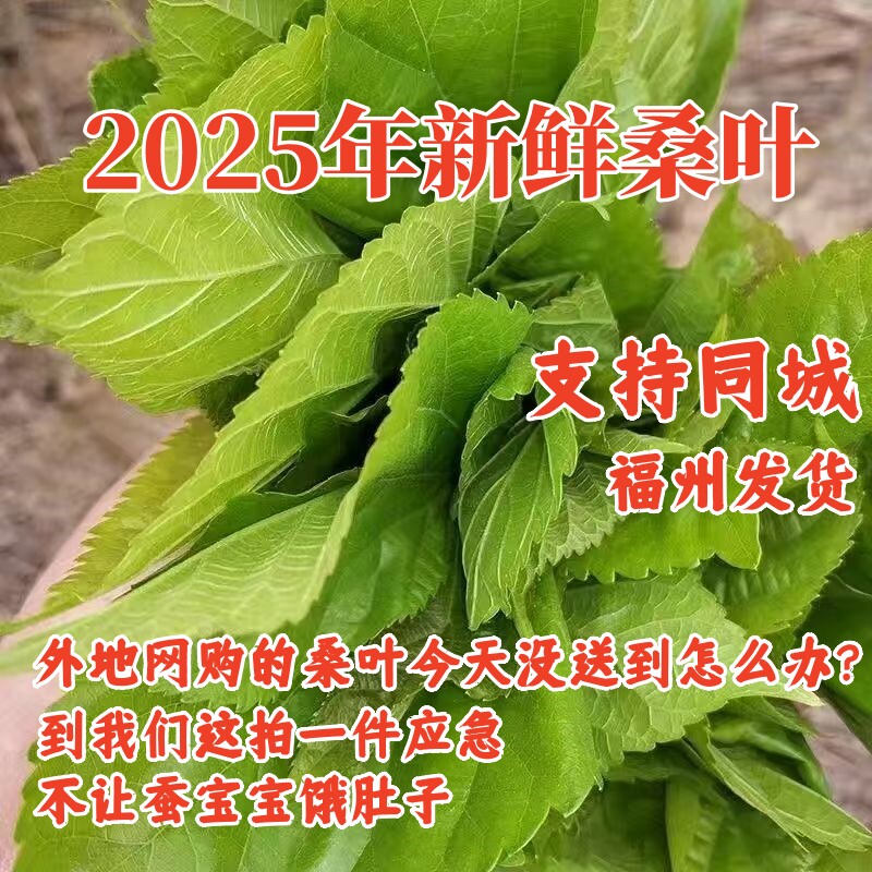 [福州发货] 新鲜桑叶 蚕宝宝食物 桑葚叶  蚁蚕  特嫩桑叶一斤