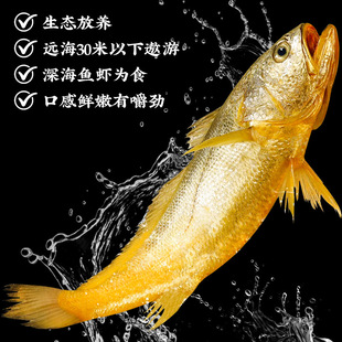 大黄鱼礼盒装深海小黄花鱼鲜活冷冻生鲜海鲜半野生水产商用
