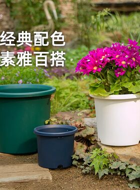 爱丽丝爱丽思深型月季铁线莲花盆