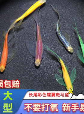 蝶翼斑马鱼长尾长鳍大帆翡翠绿观赏鱼龙凤冷水小型淡水好养小活鱼