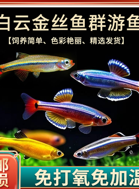 白云金丝鱼小型冷水原生鱼耐寒耐活好养群游灯科鱼新手观赏鱼