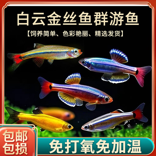 白云金丝鱼小型冷水原生鱼耐寒耐活好养群游灯科鱼新手观赏鱼