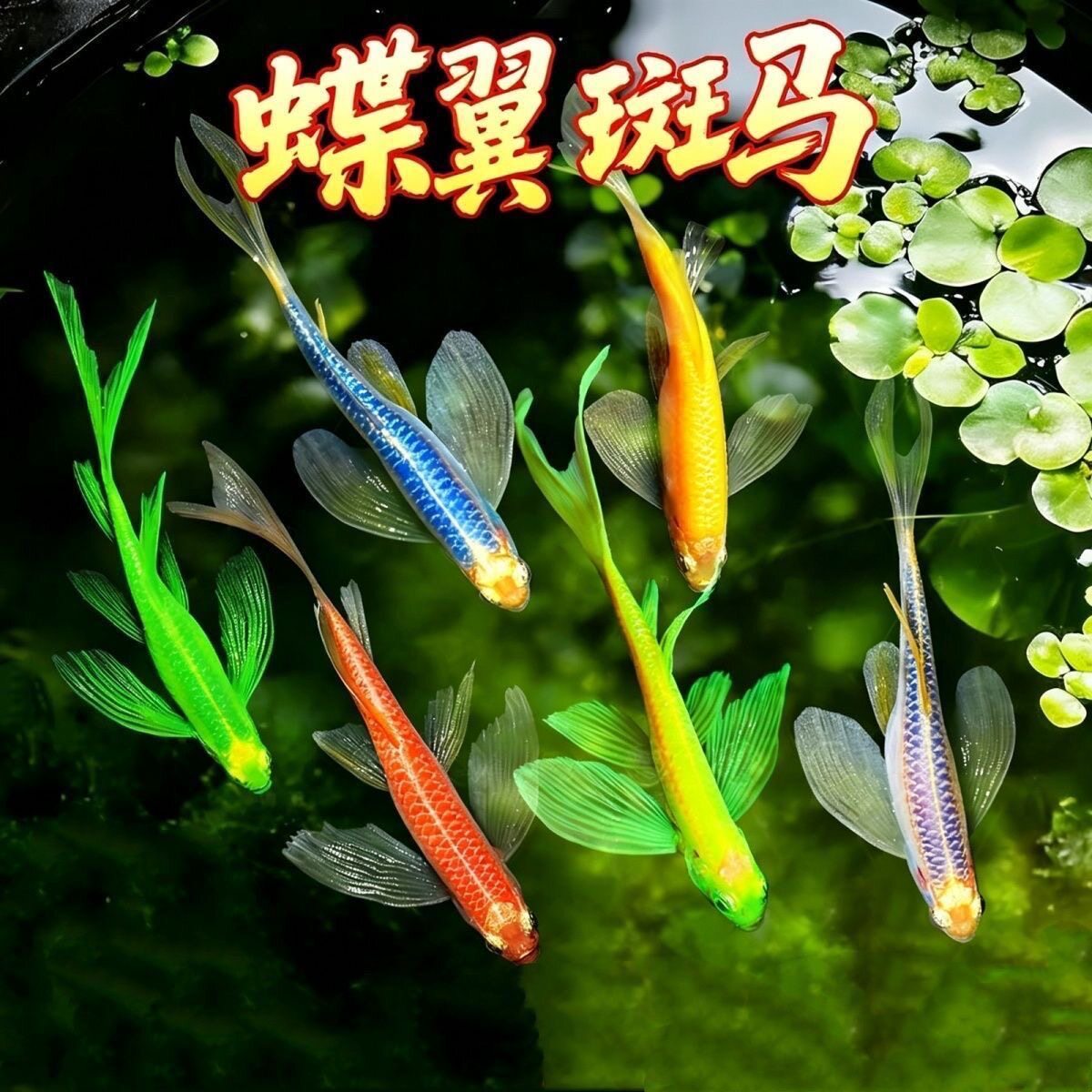 蝶翼斑马鱼长尾荧光糖果小型热带淡水观赏鱼活体鱼苗冷水彩色小鱼