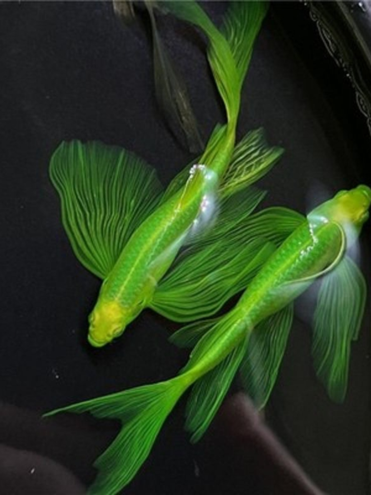 长尾蝶翼斑马鱼翡翠绿红仙柠檬黄蓝莓色观赏冷水鱼小型灯科鱼活体