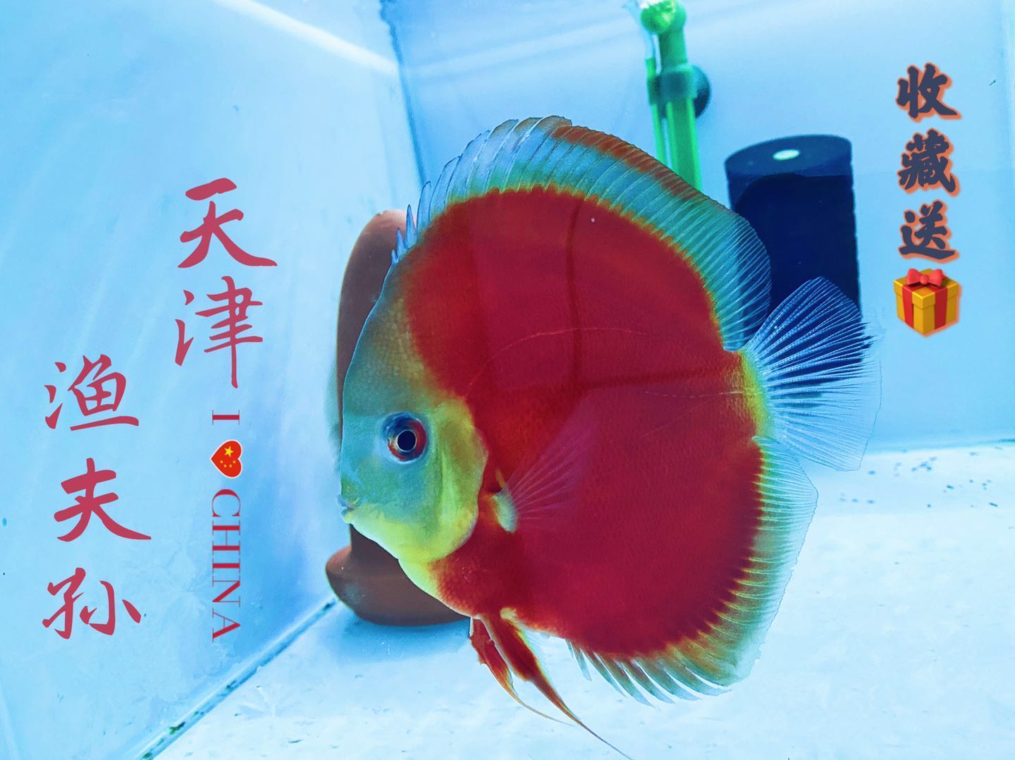 观赏鱼小型易活七彩神仙鱼热带鱼