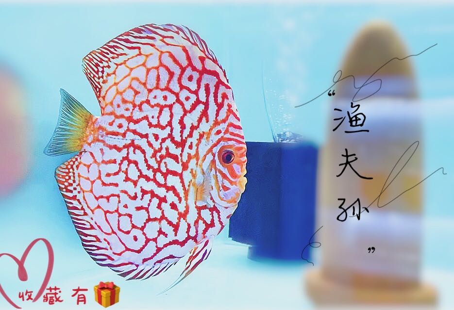 活体小型马来西亚格子七彩神仙鱼