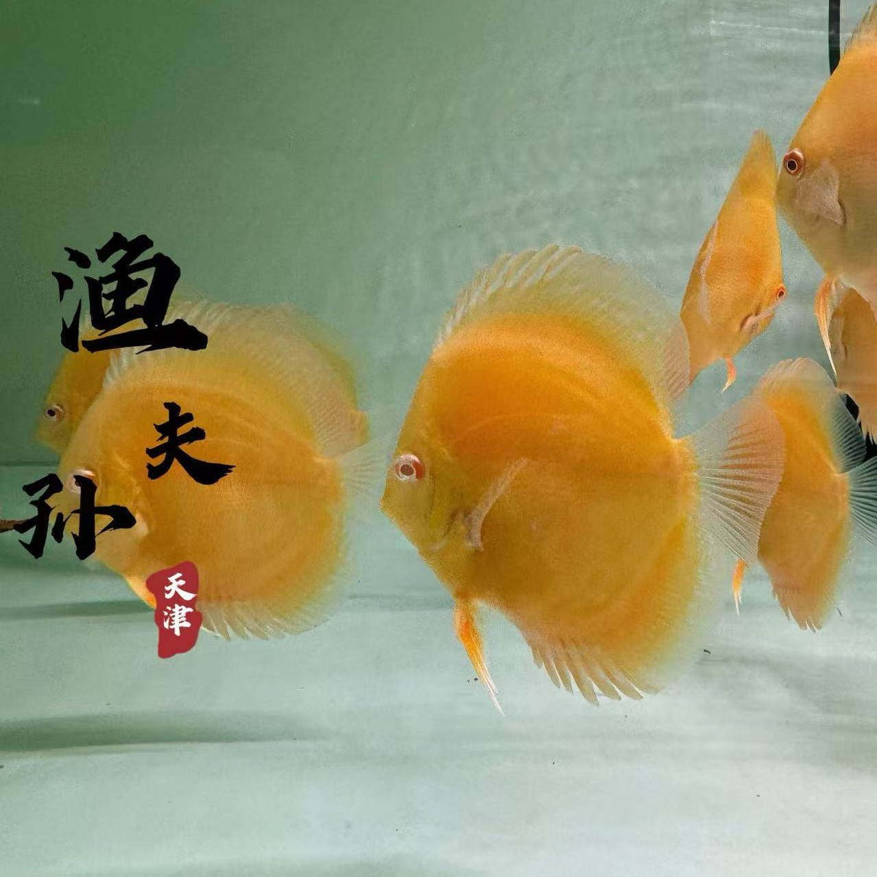 热带淡水观赏鱼七彩神仙鱼福利链接 需直播现场选鱼 - 实物图
