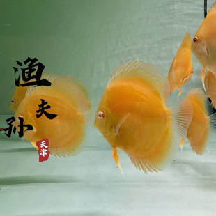 热带淡水观赏鱼七彩神仙鱼福利链接 需直播现场选鱼