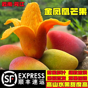 【顺丰包邮】云南元江小金凤凰芒果农产品贵妃芒新鲜水果香甜多汁