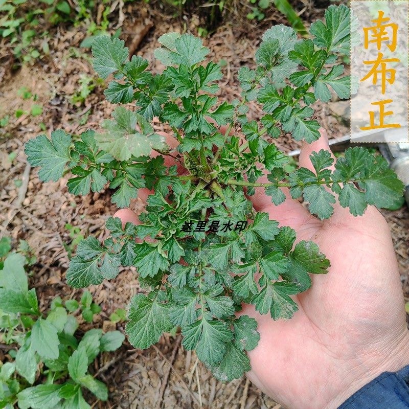 贵州蓝布正水杨梅路边香卜地香凤凰窝兰布阵蓝不正兰布阵