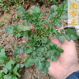 贵州蓝布正水杨梅路边香卜地香凤凰窝兰布阵蓝不正兰布阵