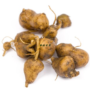 贵州万年巴搜山虎苗药霸王七 万年趴山洋芋万年啪中药材新鲜干货