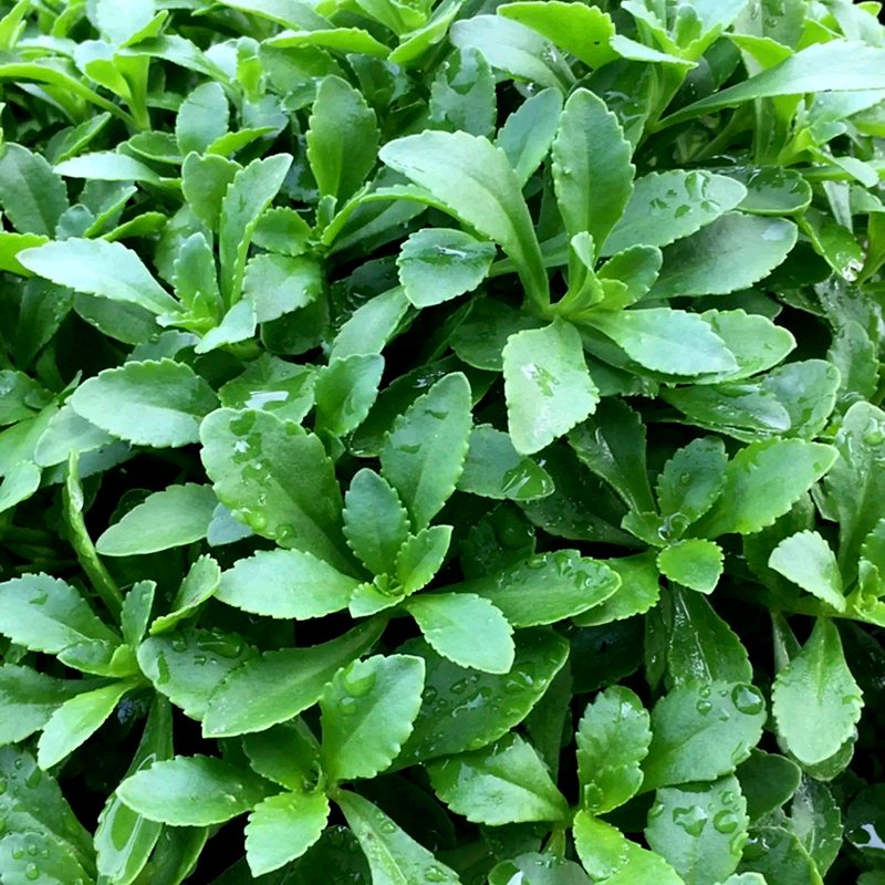 养心菜种子救心菜籽高钙菜种孑多年生蔬菜特色野菜四季播种盆栽