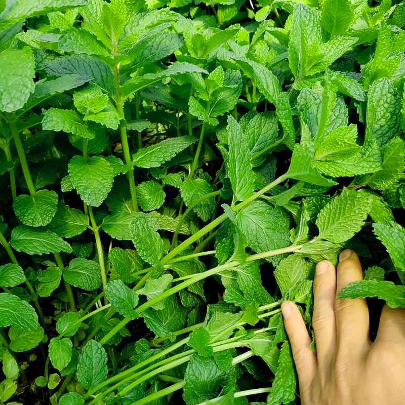 多年生天然薄荷种子可食用芳香野生清凉薄荷种籽香草籽种阳台盆栽