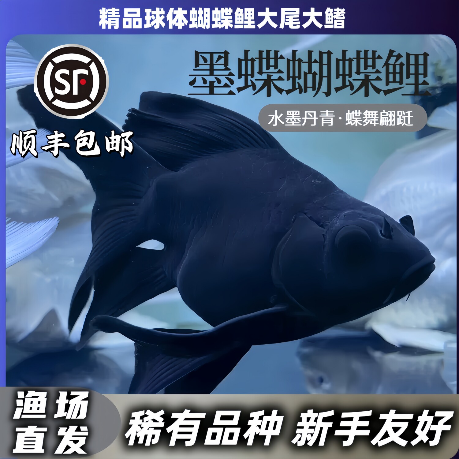台湾短身黑彗星蝴蝶锦鲤活体图片
