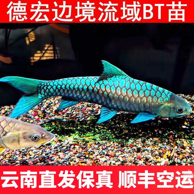 德宏边境溶洞BT苗子活体蓝吉罗鱼清水河包野原生水族淡水大型鱼类