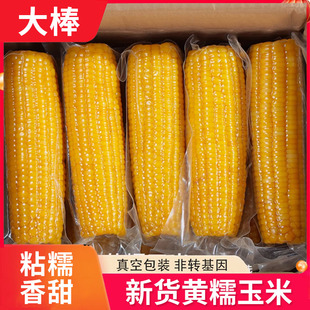 王老宝东北新鲜黄糯玉米即食软糯真空包装白甜玉米棒黏苞米粘早餐