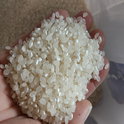 非东北大米粳米煮粥圆粒现磨
