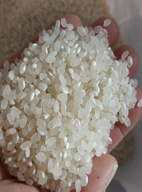 乡下米农家圆粒珍珠米现磨苏北高邮周巷大米晚粳米煮粥不抛光新米