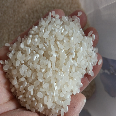 非东北大米粳米煮粥圆粒现磨