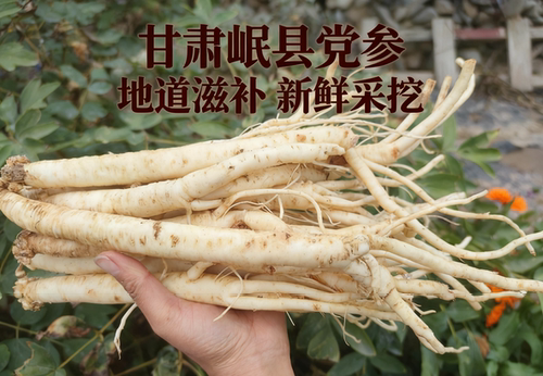  新鲜党参甘肃岷县现挖现发无硫鲜参滋补煲汤料农家自产炖肉料