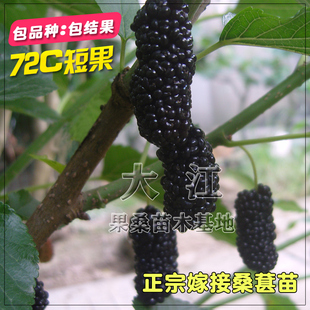 海宁桑葚树苗72C果桑苗嫁接桑果树苗四季果桑大叶苗黑桑葚果桑苗