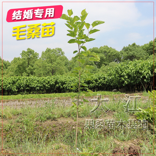 结婚用毛桑苗海宁桑树苗南北方可种植征地用苗百年好合喜结连理