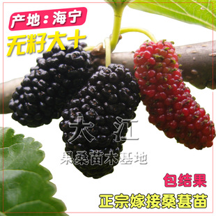 海宁桑葚树苗无籽大十桑果树苗嫁接桑苗长果桑苗盆栽地栽桑树青苗