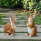 花园装 饰 庭院幼儿园雕塑卡通工艺品摆设仿真树脂动物小兔子摆件