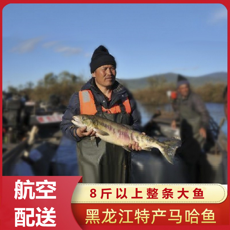 大马哈鱼新鲜整条东北黑龙江特产抚远洄游速冻马哈冷冻大鱼淡水鱼