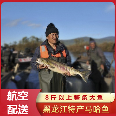 东北黑龙江大马哈鱼整条新鲜速冻