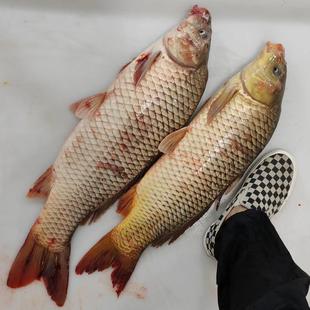 黑龙江抚远乌苏里江速冻江鲤鱼里子里拐子塔拉哈生鱼片野外生长