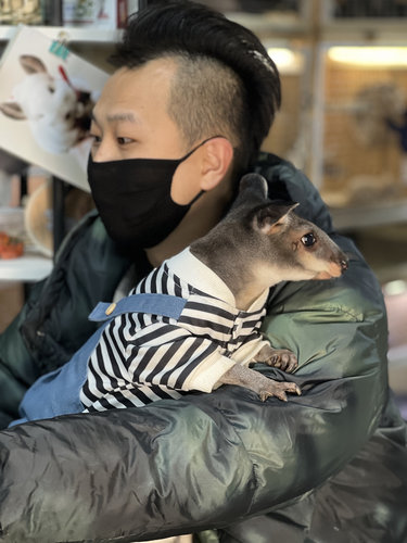 选龙猫链接【非活体价格】各种优质长毛直播看爆毛
