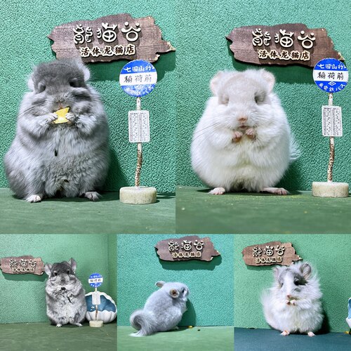 选龙猫链接【非活体价格】客服链接咨询或直播间选了解饲养及用品