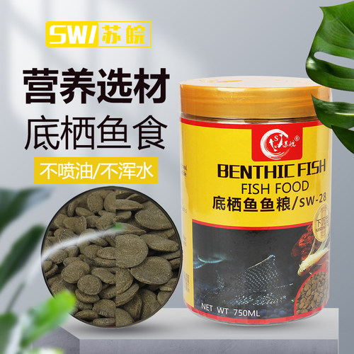 苏皖清道夫底栖鱼下沉虎头鲨