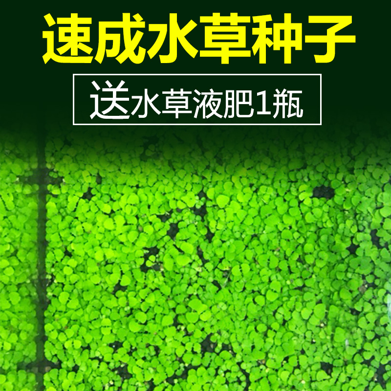 懒人水草迷你矮牛毛对叶珍珠种子水草种子水草泥鱼缸造景速成草坪