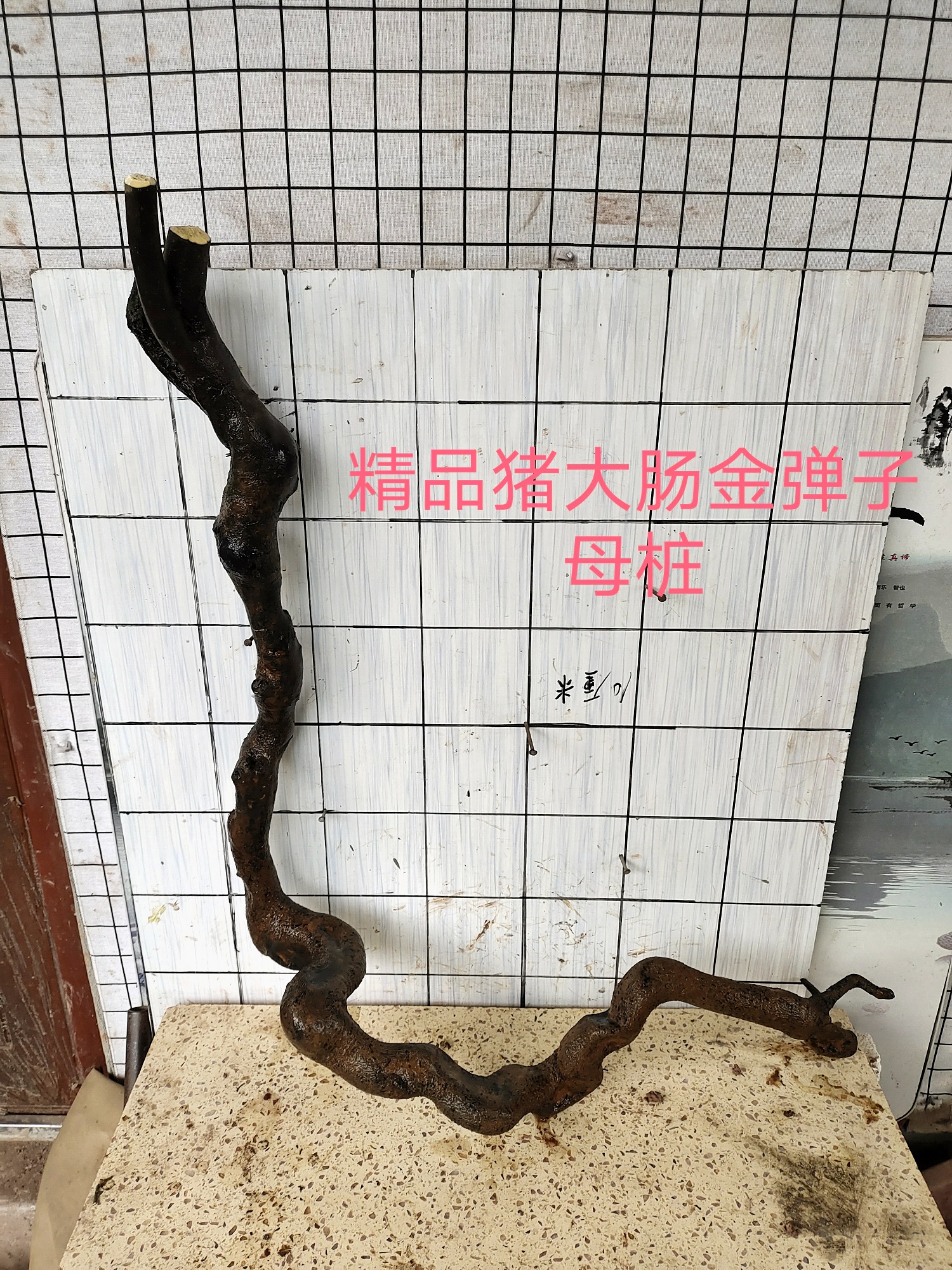 挂果金弹子盆景素材重庆市老树桩