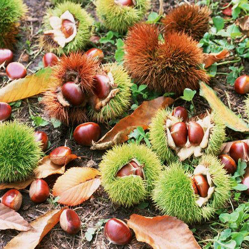 大山里的新鲜板栗