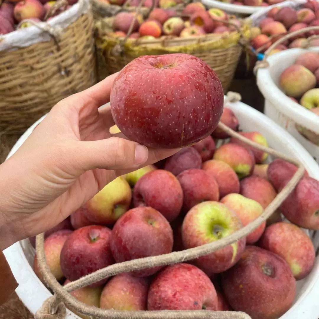 红富士大凉山丑苹果现摘现发