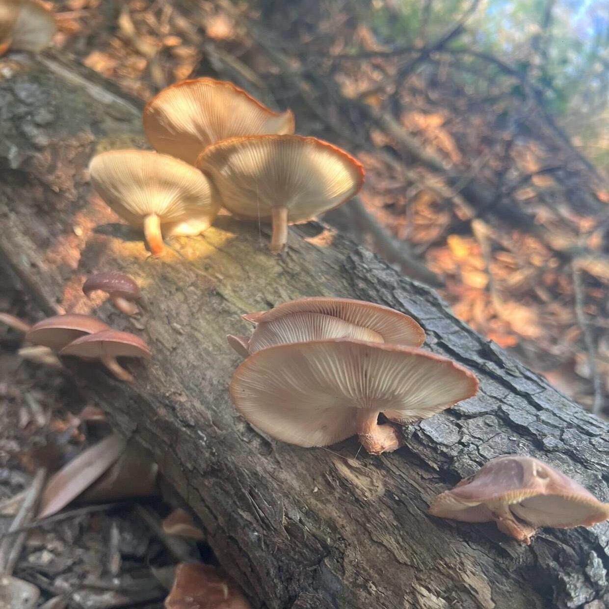 大凉山野生蘑菇