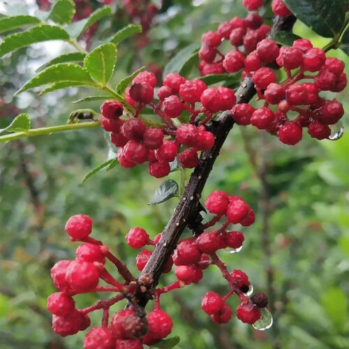 四川汉源新鲜红花椒活花椒湿花椒生花椒粒大红袍花椒特麻现摘现发