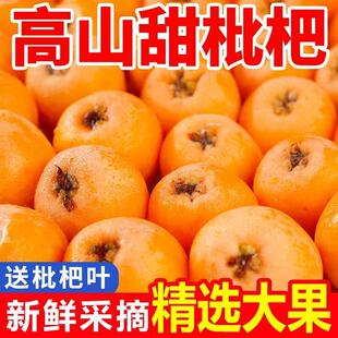 正宗四川高山枇杷当季新鲜水果现摘现发石棉枇杷果肉饱满大五星