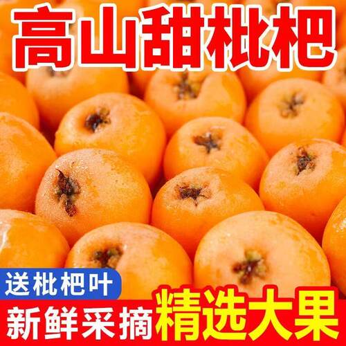 5斤正宗四川高山枇杷当季采摘